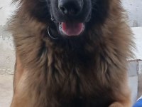 Ücretsiz Ankara içi sahiplenilecek alman çoban köpeği