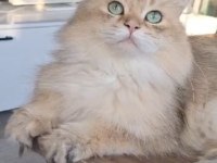 Golden british longhair british 1 yaşında erkek ücretsiz