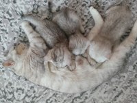 British shorthair yavrularımız