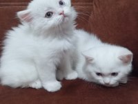 Odd Eyes British Shorthair