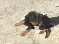 YÜKSEK ZEKA VE KORUMA, DOBERMAN YAVRULARI BURADA!