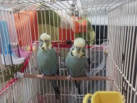 Jumbo Ve Show Muhabbet Kuşu Toplu Herşeyi İle Verilicektir