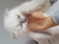 Scottish fold longhair erkek