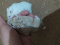 Yavru hamsterları sahiplendirmek istiyorum