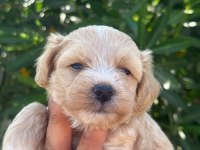 SEVGIYLE BUYUYEN MALTIPOO YAVRULARIMIZ