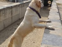 BEYAZ DİŞİ GOLDEN RETRİEVER