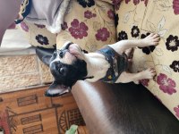 OYUNCU SEVGİ DOLU SAFKAN ERKEK FRENCH BULLDOG