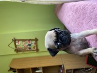 Sevimli yavru pug köpekler