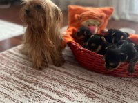 Yorki Bebek Köpekler