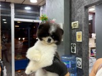 Orjinal Güler Yüzlü Panda Pomeranian Yavrum