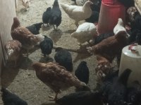 Tavuklar ördekler kazlar