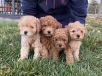 Tüm renklerde orjinal ırk toy poodle yavrular