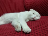 SCOTTİSH VE ANKARA KIRMASI TEK VAN KEDİSİ