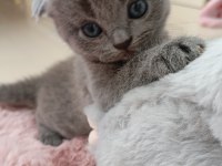 Gri Scottish Fold Miniğe Yuva