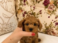 MİCRO TEACUP MALTİPOO