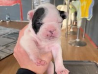 2 HAFTALIK FRENCH BULLDOG YAVRULARIMIZ YENİ YUVA ARIYOR