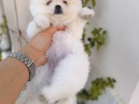 Teddy beyaz pomeranian boo