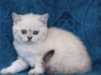 Brıtısh Shorthair Mavi Gözlü Yavrularım