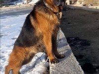Showline erkek alman çoban köpeği yavru