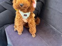 Yavru Dişi Toy Poodle