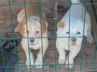 Dişili erkekli kulübesiyle birlikte köpekler