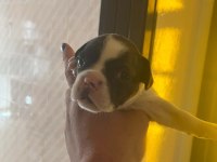 Açıklamada French Bulldog Bilgiler Mevcut
