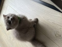 3 aylık scottish fold yavrularım