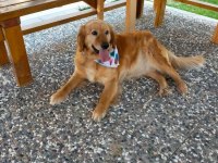 Acil - golden retriever