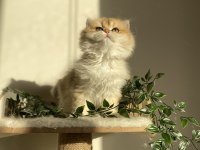 Ny12 british longhair