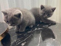 British shorthair yavrular gönderim mevcut