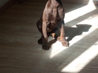 DOBERMAN KIZIL YAVRU