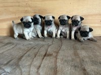 Sevimli pug MOPS yavrular