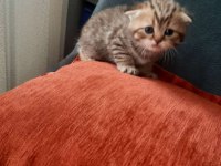 Ücretsiz sahiplendirme british shorthair
