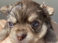 Mavi Gözlü Safkan Elma Kafa Chihuahua