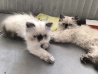 İran kedisi haskan Himalayan