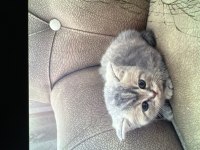 3 adet scottish fold yavru İstanbul içinde