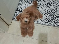 4 aylık maltipoo