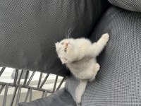 Teslime Hazır Erkek Bebek Kediler