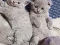 Minik scottish fold erkekler 2 aylık oldular