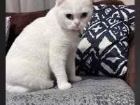 Dişi scottish fold 1,5 yaşında