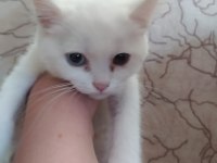 Yavru british shorthair kedilerimiz sahiplendirilecektir