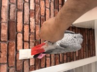 Altı yaşında full evcil kızgınlık yumurtası yapmış jako