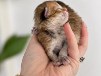 British longhair erkek yavrular