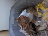 KEDİYE ÇOK ACİL YUVA