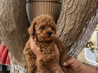 Poodle Yavru Erkek