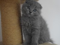 Scottish Fold & Straight Yavru Sahiplendirme