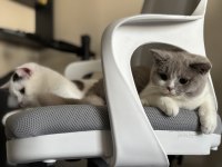 ÇOK UYSAL PRENSES KEDİMİZ 1 YAŞINDA