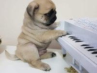 Muhteşem safkan pug yavruları