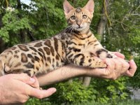 Üst kaliteli bengal erkek