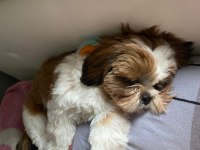 Maltipoo Köpeğimiz (Gofret)
